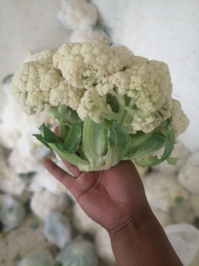 河南有机散花陆续上市了呀，有需要合作了呀