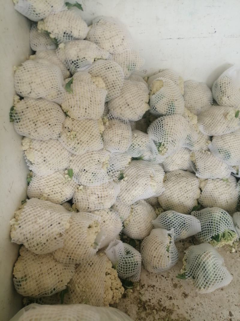 河南有机散花陆续上市了呀，有需要合作了呀