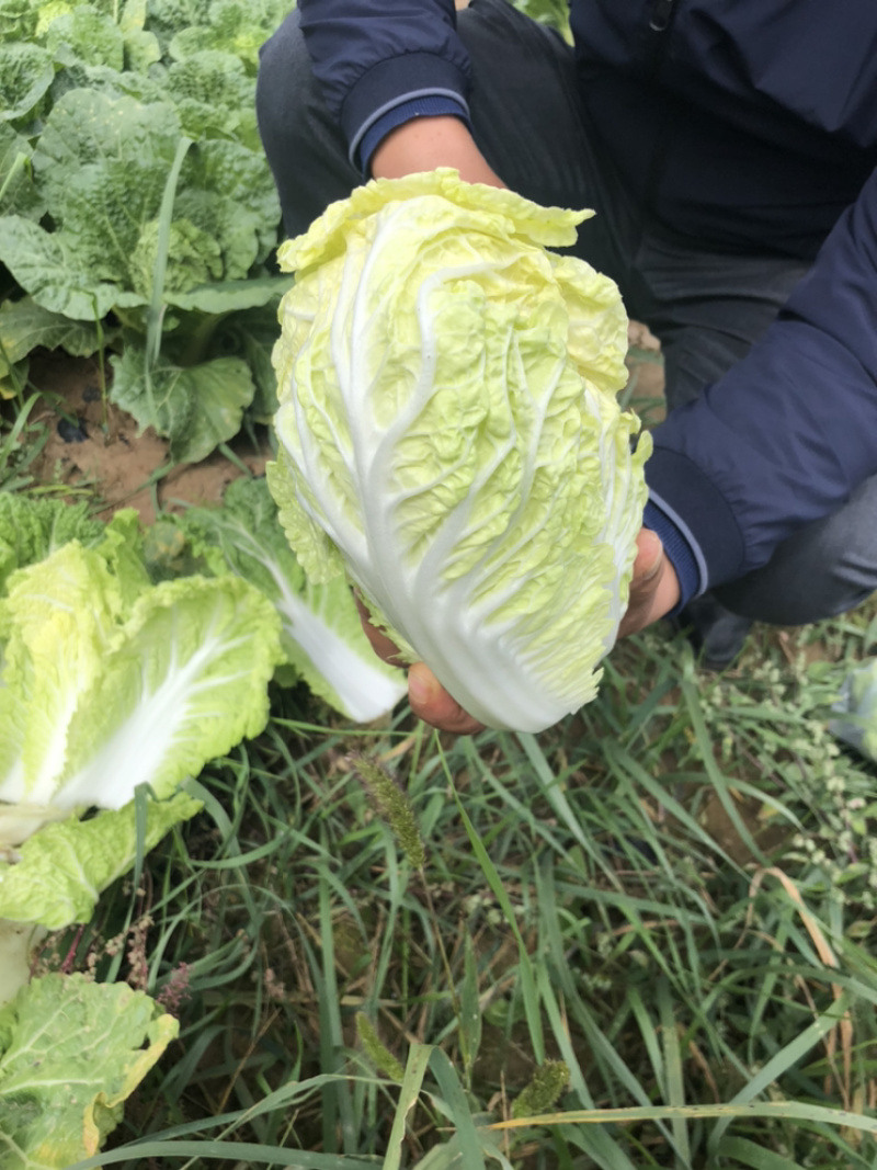 黄玲珑娃娃菜超级精品货源充足
