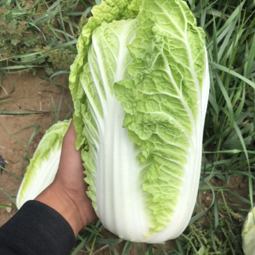 黄玲珑娃娃菜超级精品货源充足