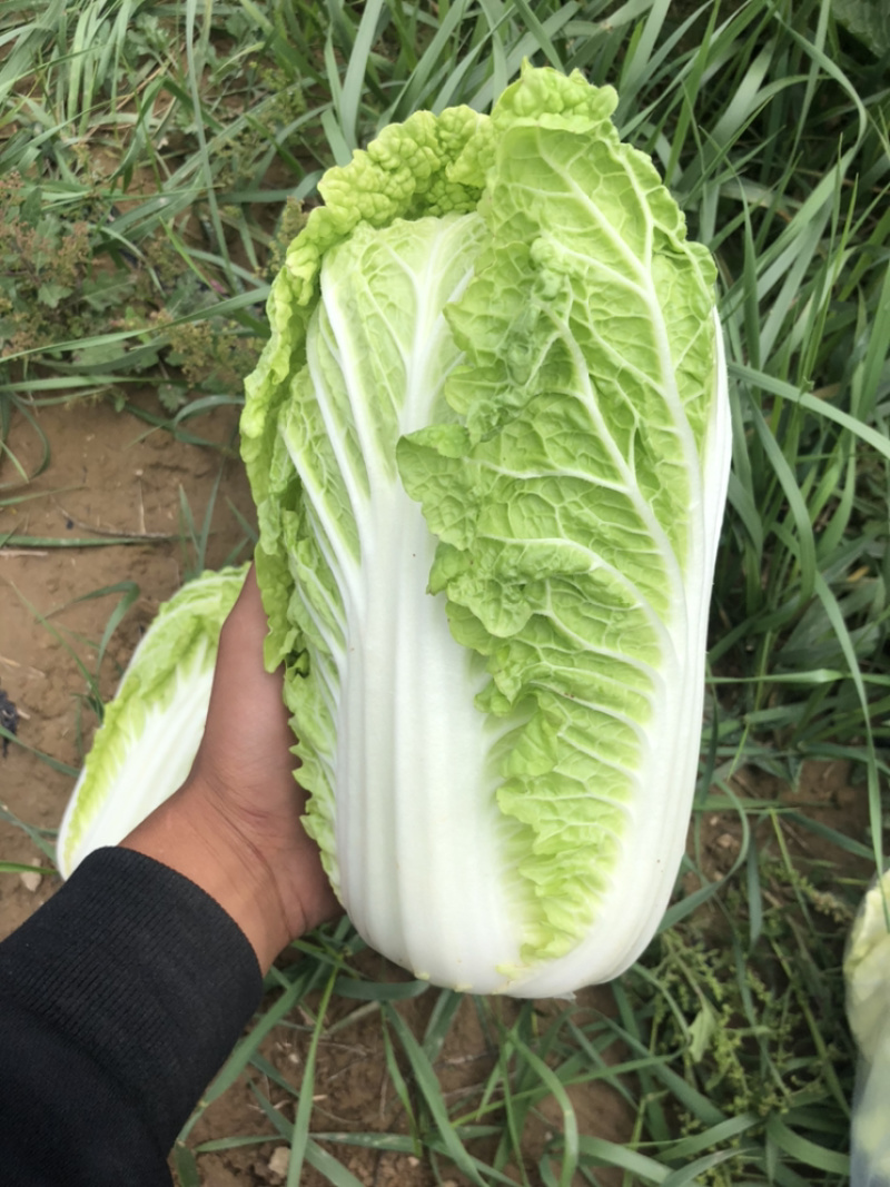 黄玲珑娃娃菜超级精品货源充足