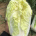 黄玲珑娃娃菜超级精品货源充足