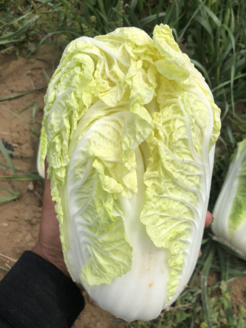 黄玲珑娃娃菜超级精品货源充足
