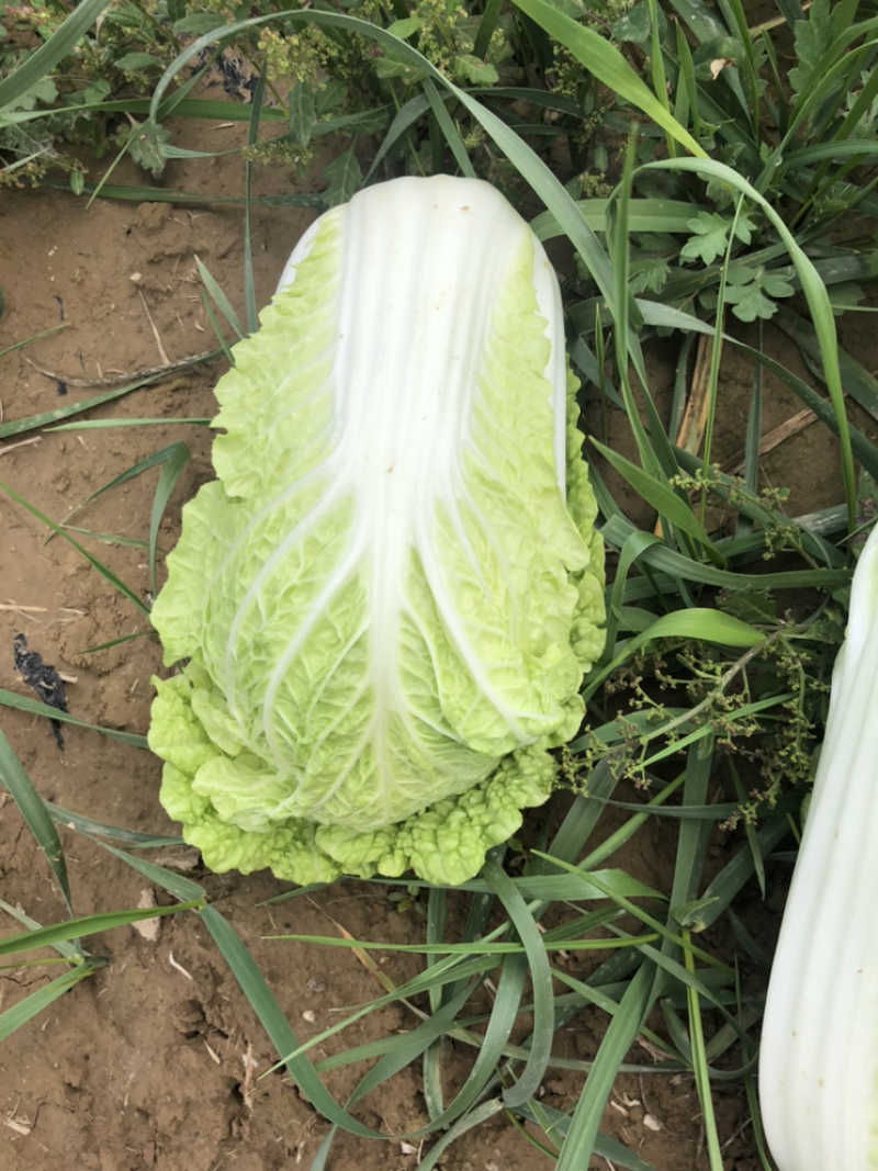 黄玲珑娃娃菜超级精品货源充足