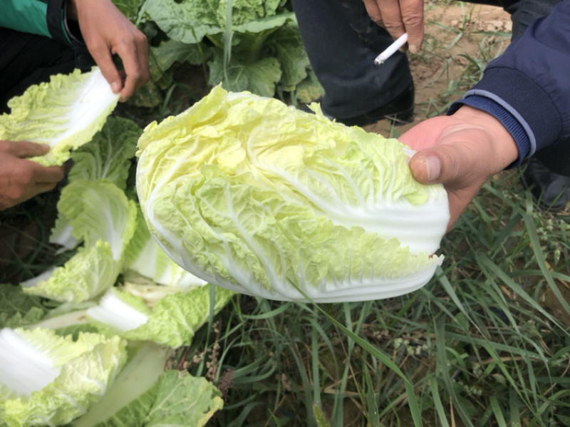 黄玲珑娃娃菜超级精品货源充足