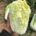 黄玲珑娃娃菜超级精品货源充足