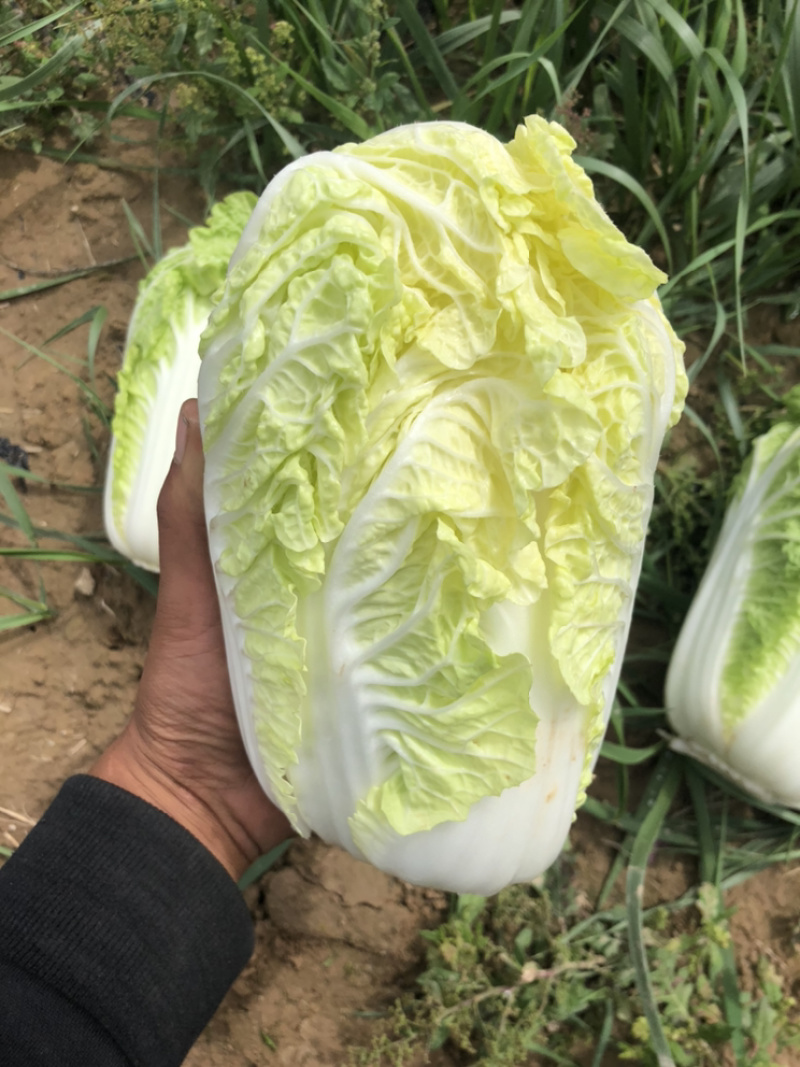 黄玲珑娃娃菜超级精品货源充足