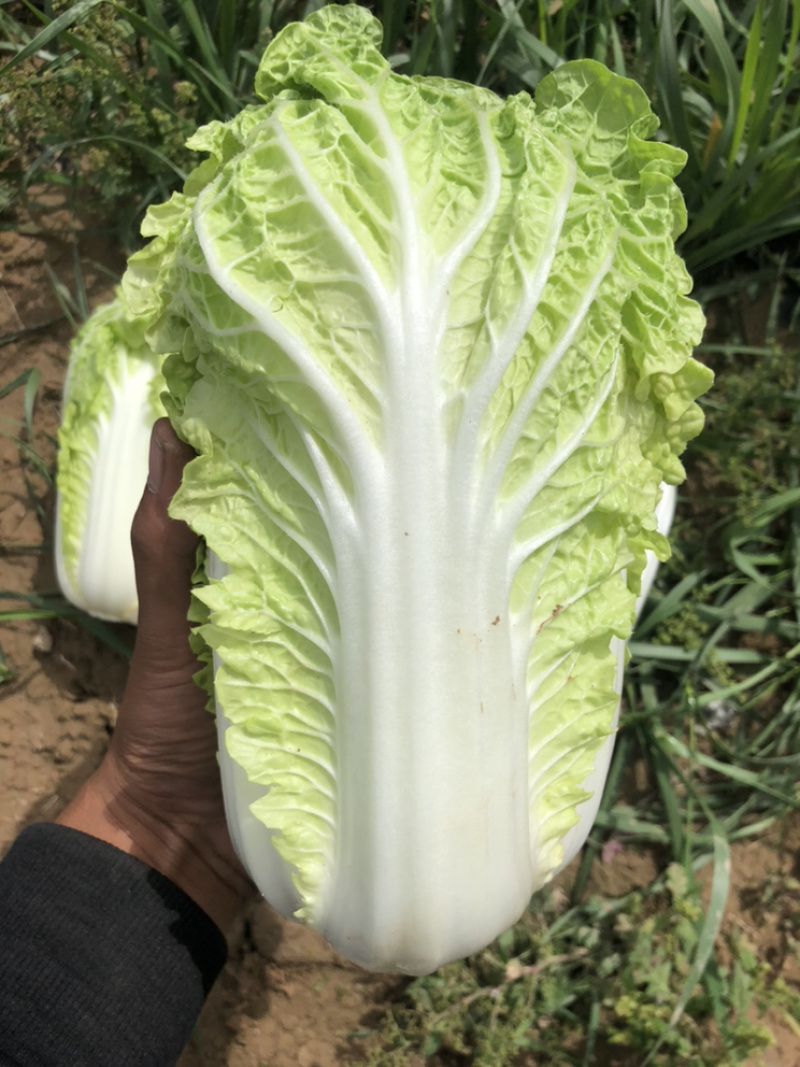 黄玲珑娃娃菜超级精品货源充足