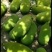 海南菠萝蜜【诚信】四季可供货！！货源充足
