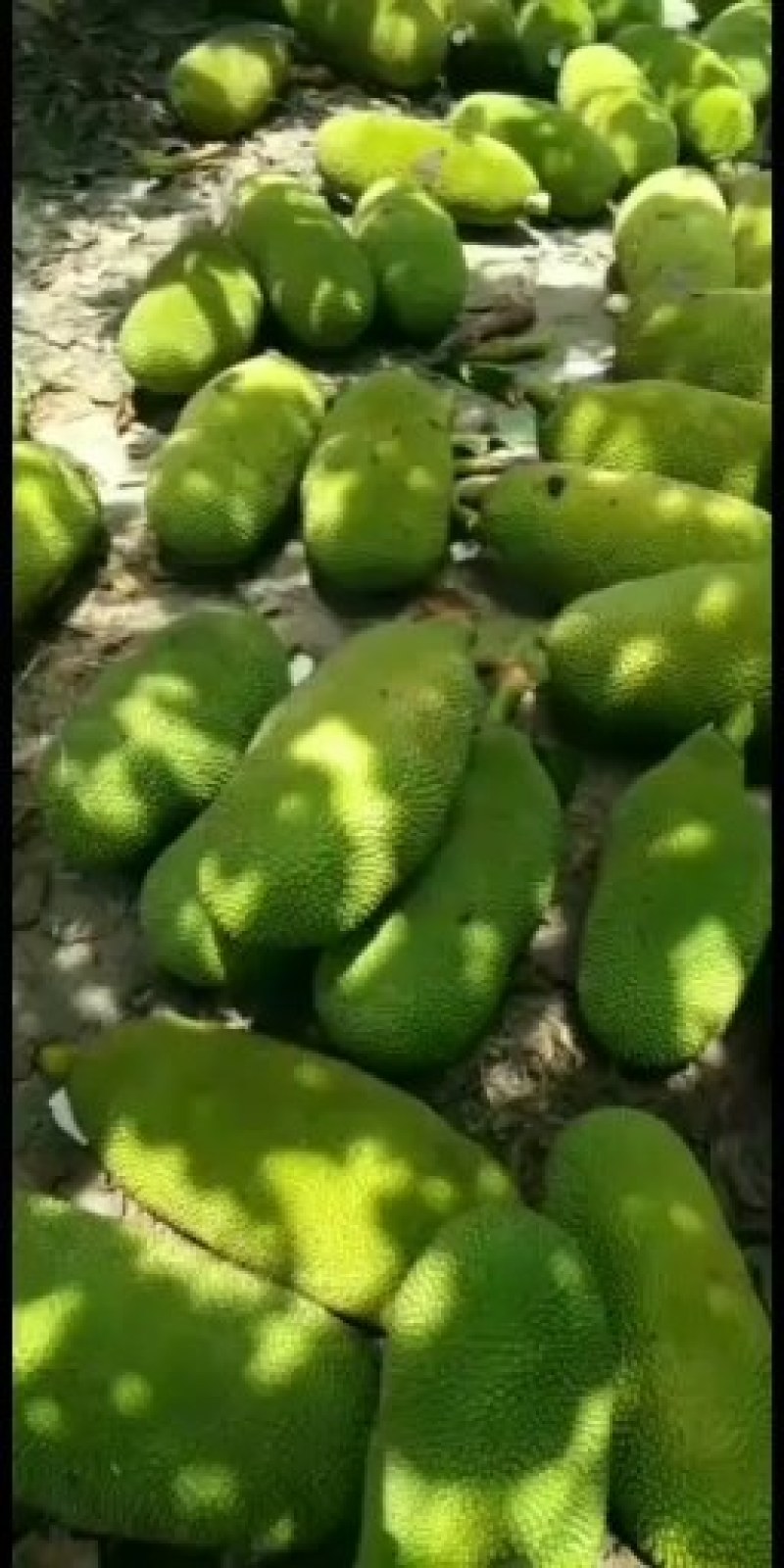 海南菠萝蜜【诚信】四季可供货！！货源充足