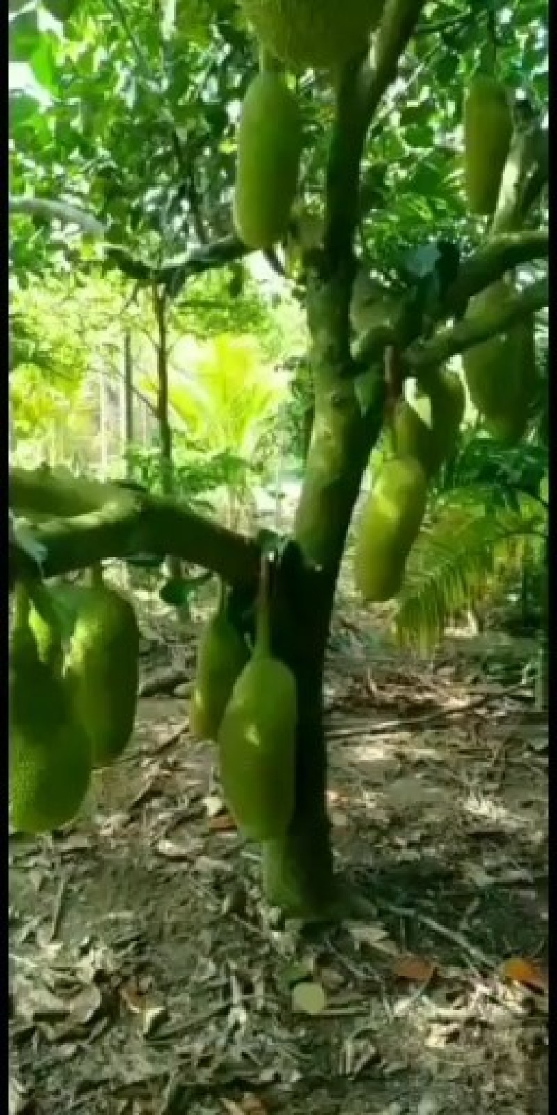 管售后……货真价实……果园现摘/四季可供货