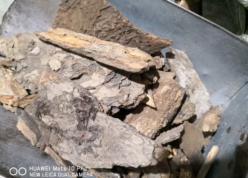 樟树皮干货量大从优经营各种中药材