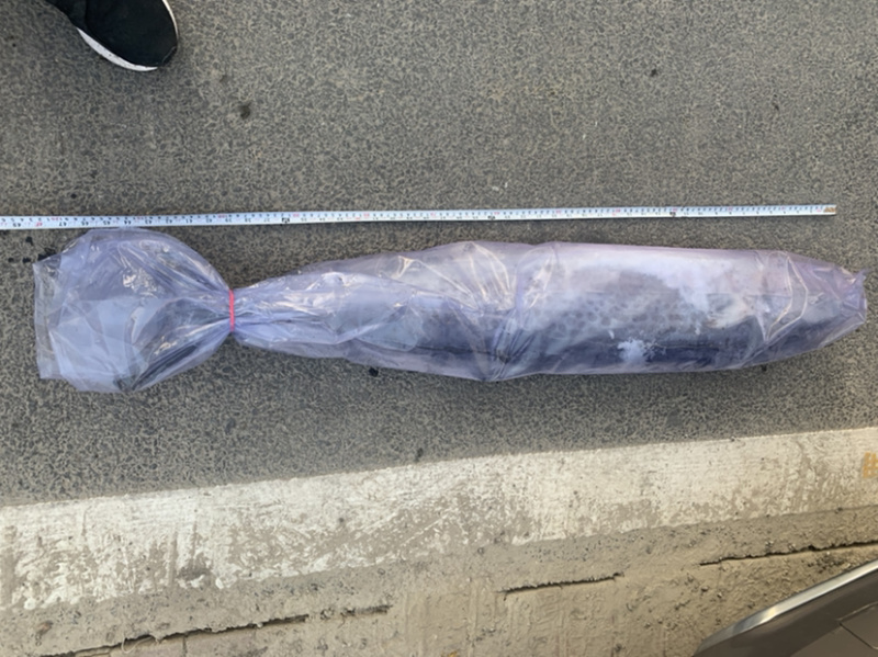 正宗渤海湾鲅鱼港口冷藏直发