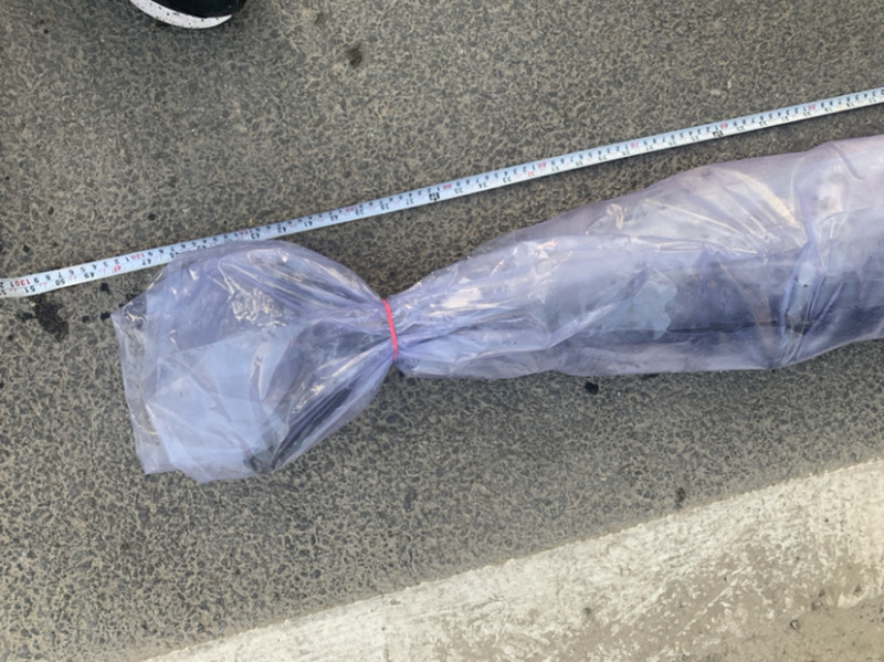 正宗渤海湾鲅鱼港口冷藏直发