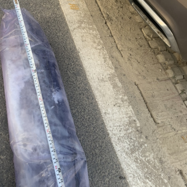 正宗渤海湾鲅鱼港口冷藏直发