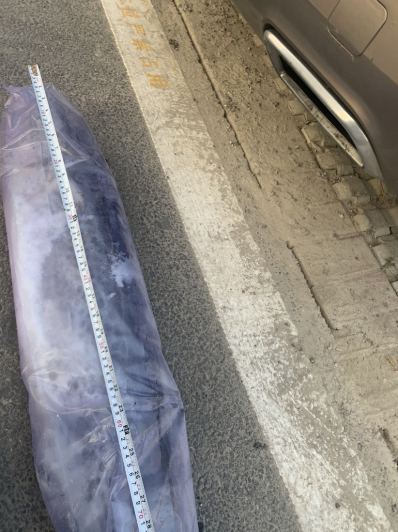 正宗渤海湾鲅鱼港口冷藏直发