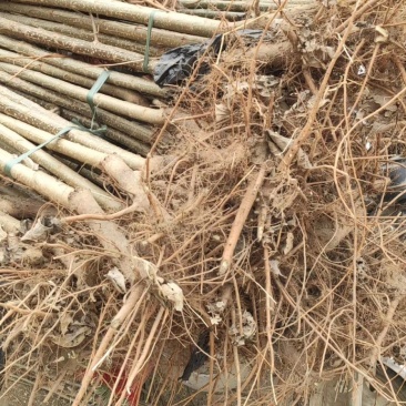速生杨107，河北杨树苗基地直销，当天起苗上车