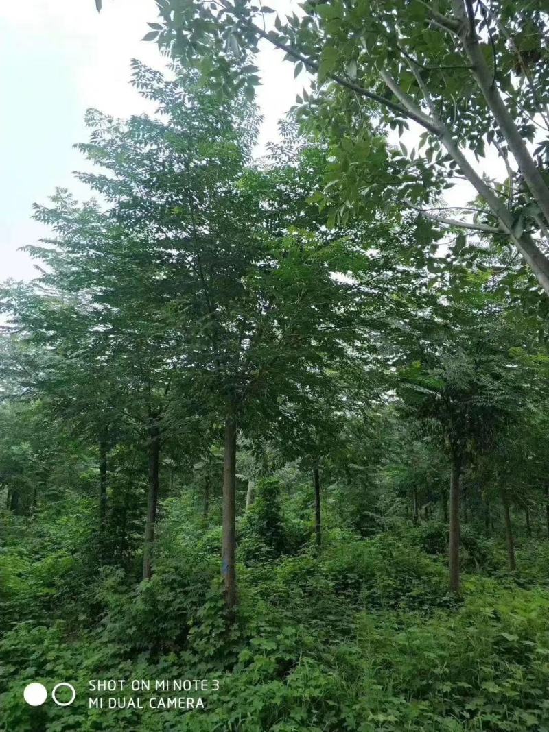 苦楝，绿化树种。可观赏性，遮阳为一体树种