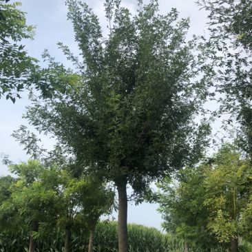 🔥绿化苗木皂角树15公分大量供应规格齐全量大从优