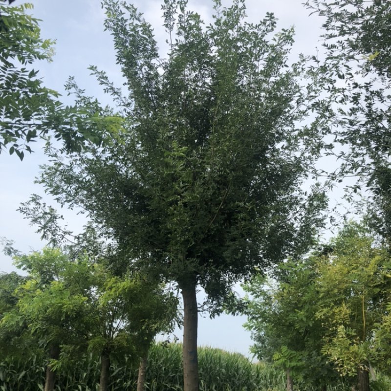 🔥绿化苗木皂角树15公分大量供应规格齐全量大从优