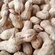 花生河南信阳花生大别山精品花生今年新货花生