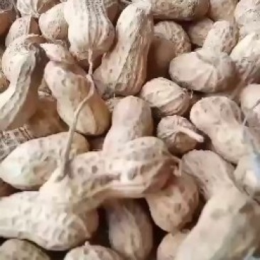 花生河南信阳花生大别山精品花生今年新货花生