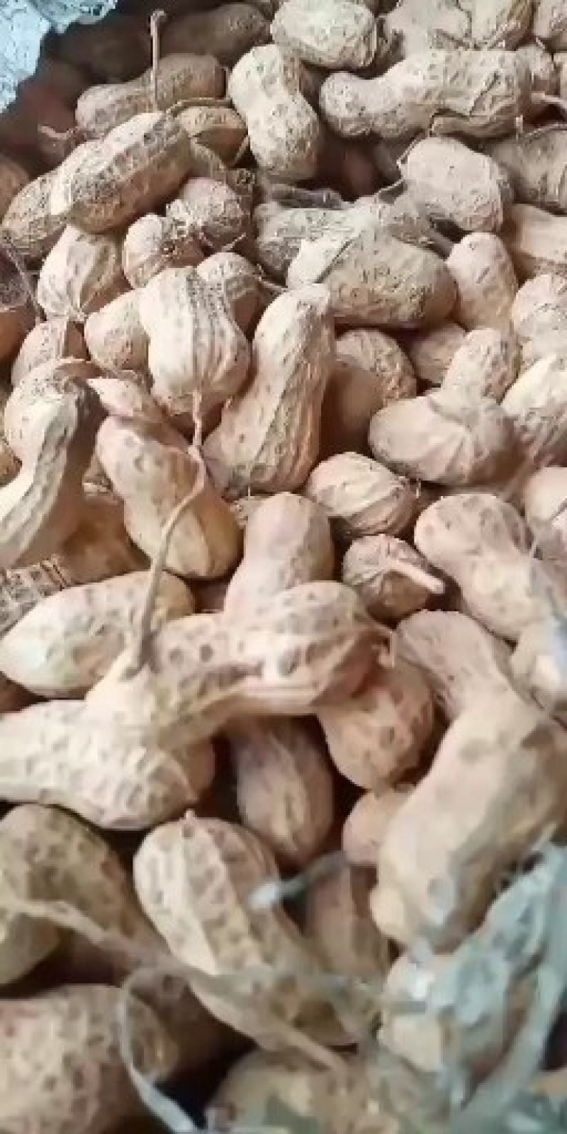 花生河南信阳花生大别山精品花生今年新货花生