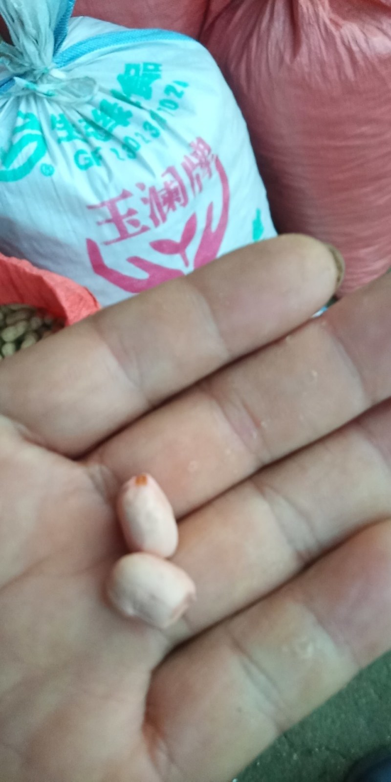 花生河南信阳花生大别山精品花生今年新货花生