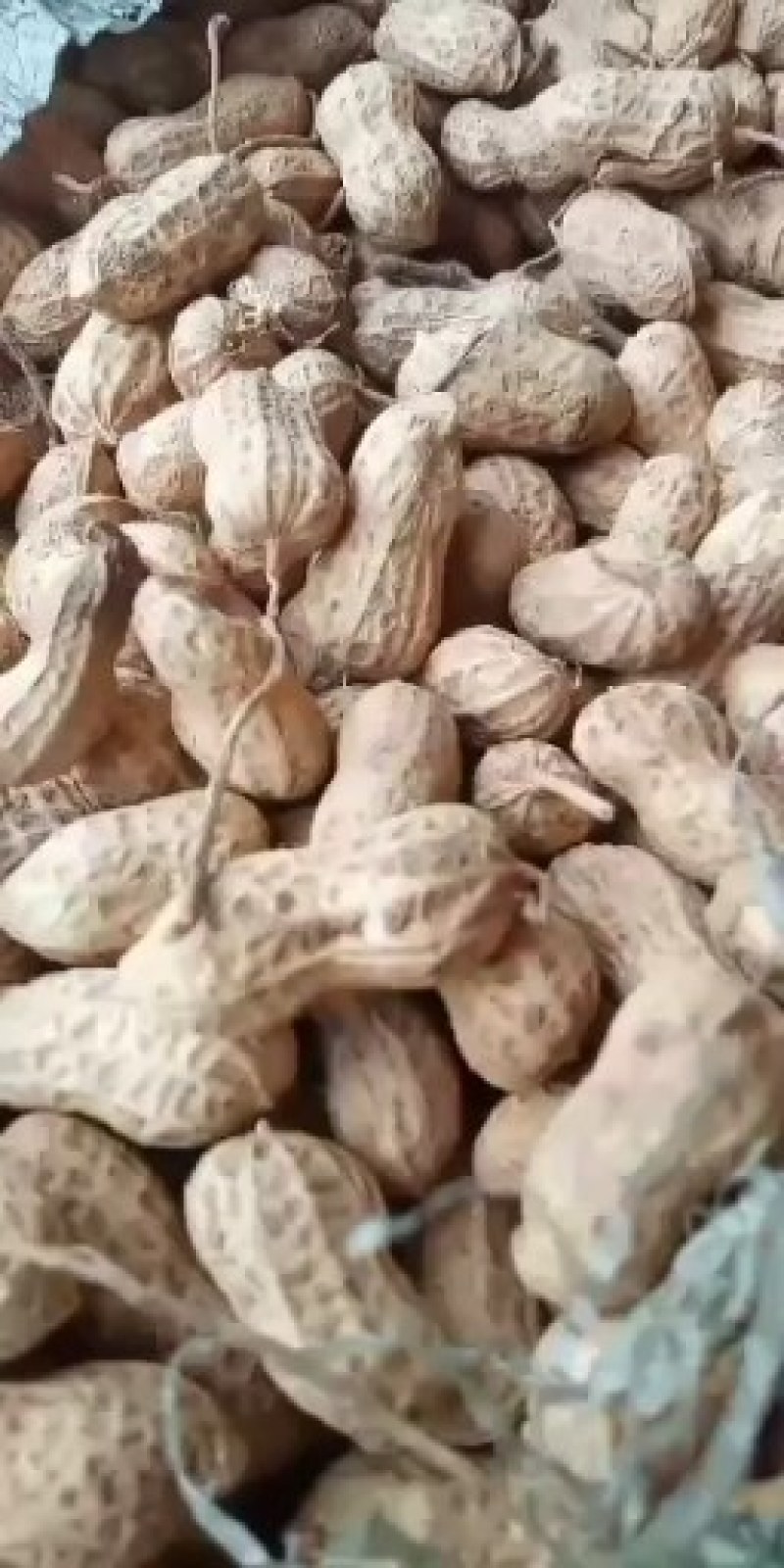 花生河南信阳花生大别山精品花生今年新货花生