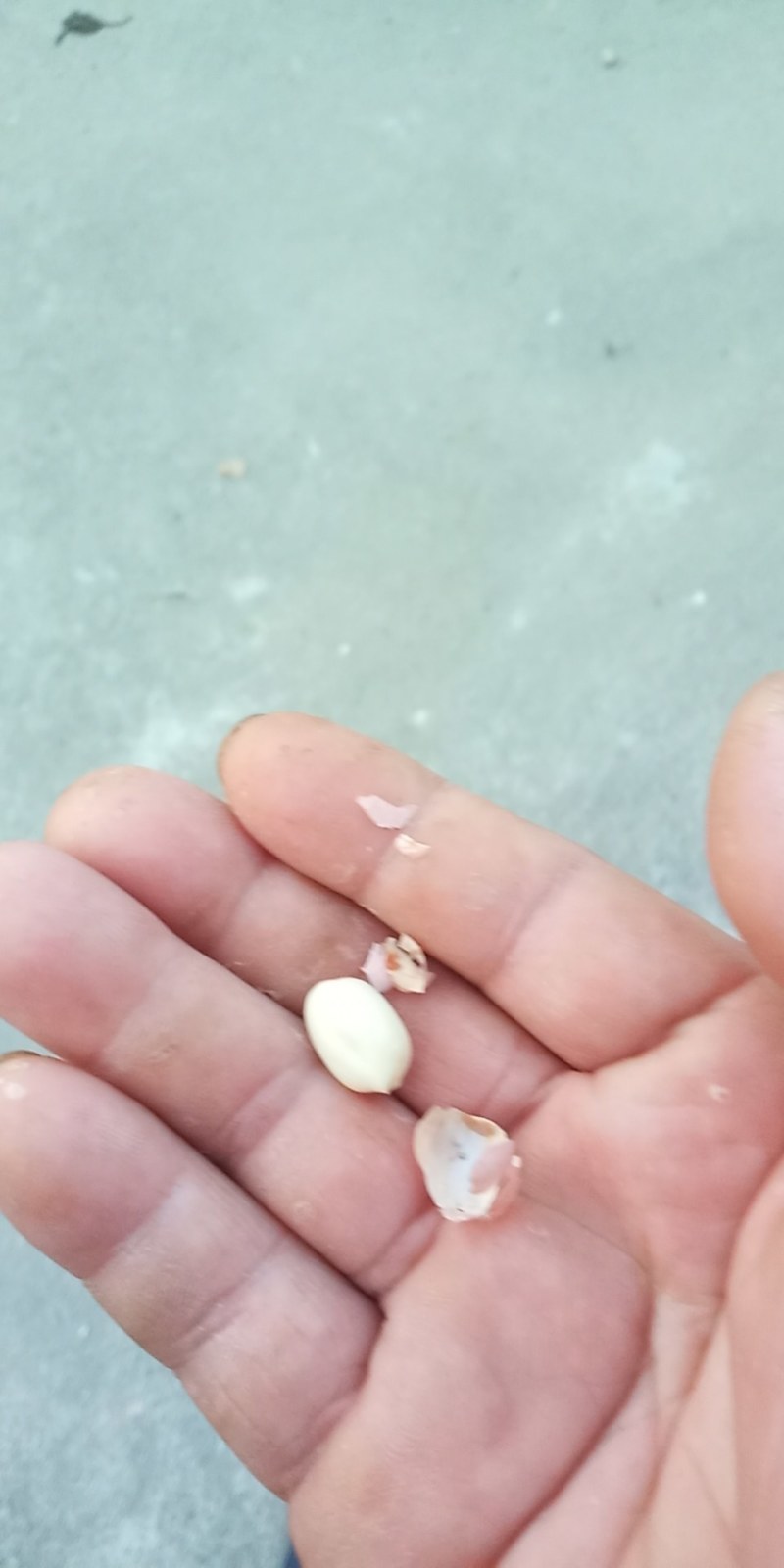 花生河南信阳花生大别山精品花生今年新货花生