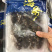 即食海参优质辽参即食淡干长刺海参口感胶质好味鲜美一手货源