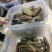 即食海参优质辽参即食淡干长刺海参口感胶质好味鲜美一手货源