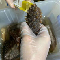 即食海参优质辽参即食淡干长刺海参口感胶质好味鲜美一手货源