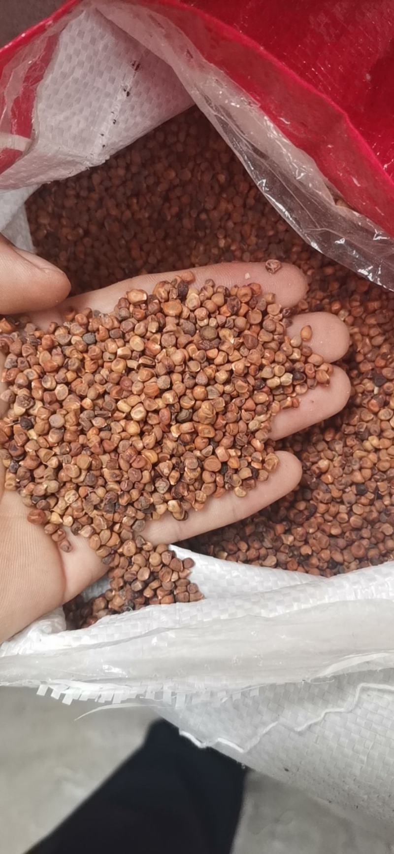 黄菖蒲种子黄菖蒲苗黄菖蒲花黄花鸢尾种子黄花鸢尾苗马莲种子
