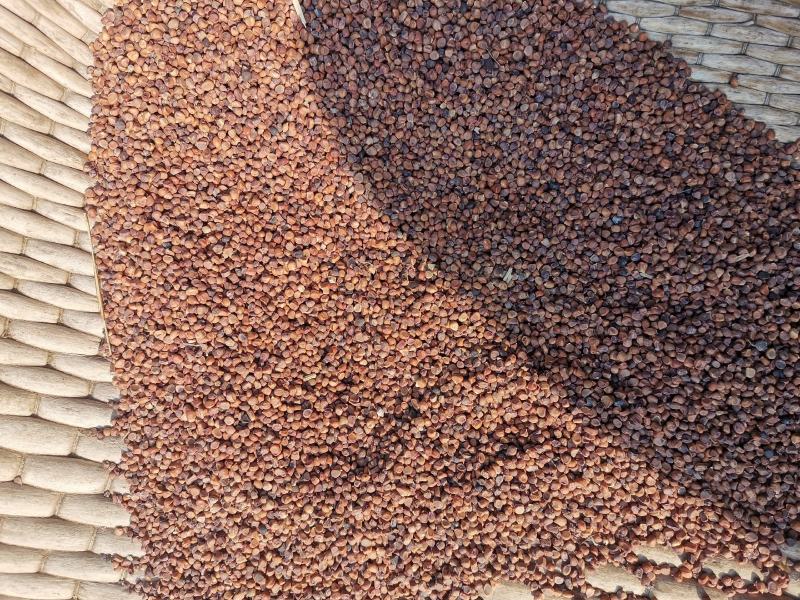 黄菖蒲种子黄菖蒲苗黄菖蒲花黄花鸢尾种子黄花鸢尾苗马莲种子