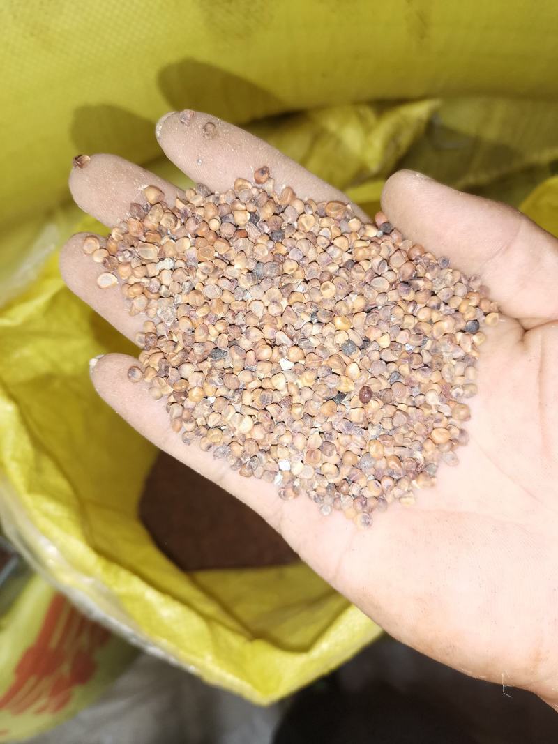 黄菖蒲种子黄菖蒲苗黄菖蒲花黄花鸢尾种子黄花鸢尾苗马莲种子