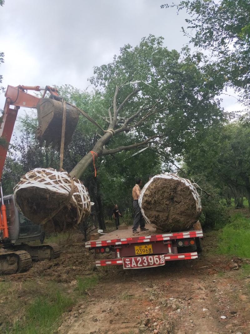 公司大量供应绿化工程风景树，大小规格齐全，欢迎新老客户订