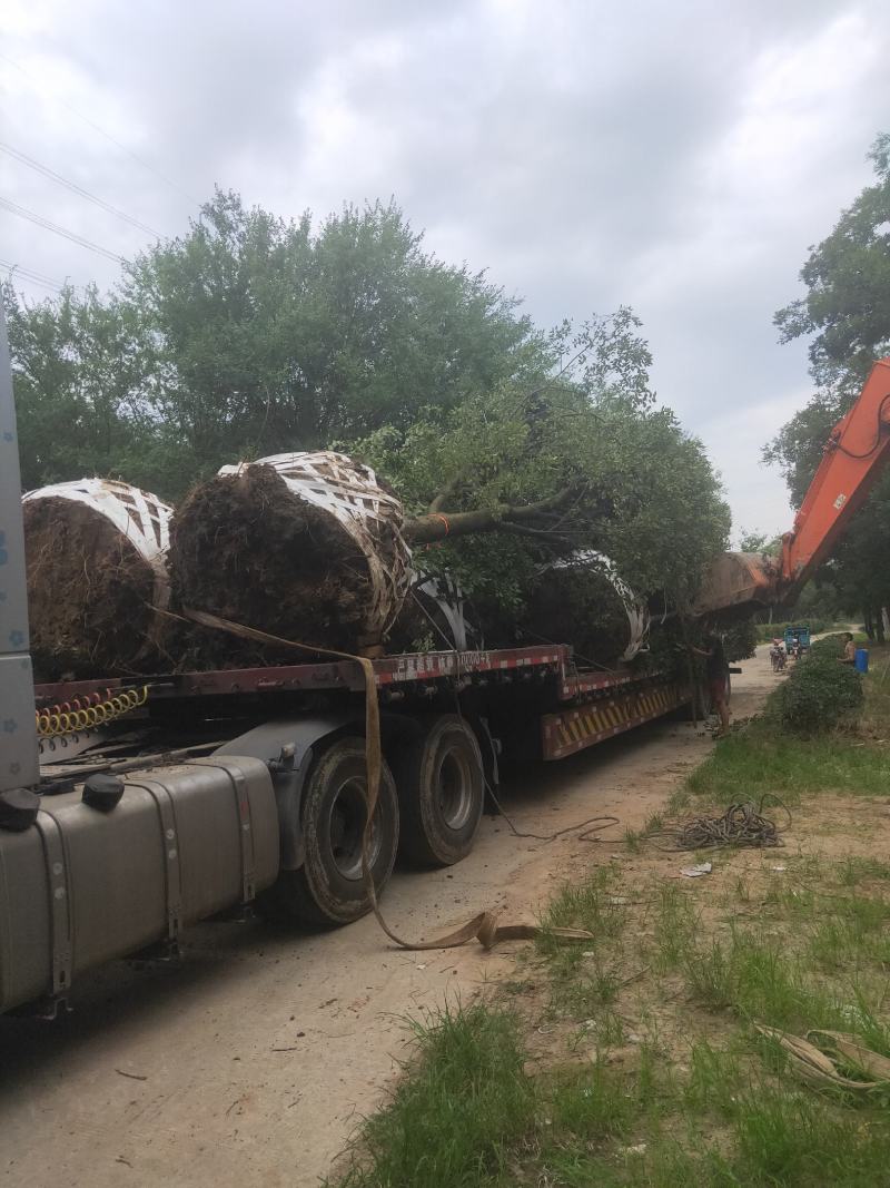 公司大量供应绿化工程风景树，大小规格齐全，欢迎新老客户订