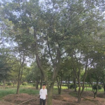公司大量供应绿化工程风景树，大小规格齐全，欢迎新老客户订