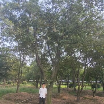 公司大量供应绿化工程风景树，大小规格齐全，欢迎新老客户订