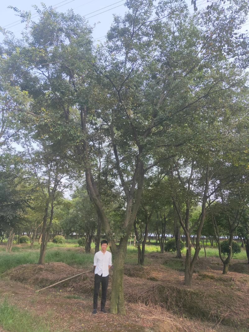 公司大量供应绿化工程风景树，大小规格齐全，欢迎新老客户订