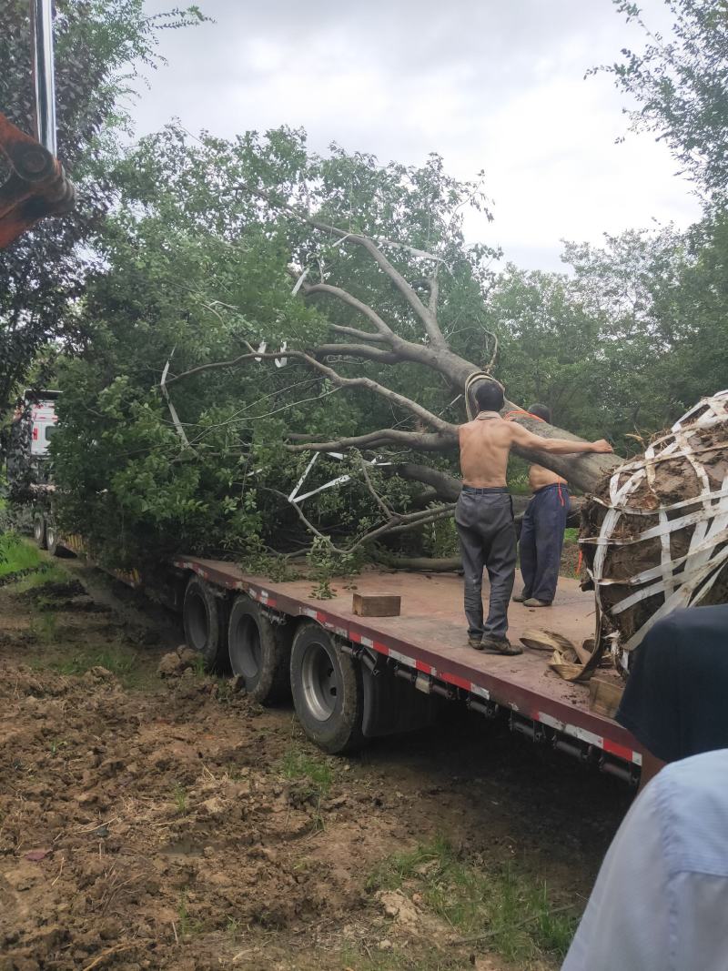 公司大量供应绿化工程风景树，大小规格齐全，欢迎新老客户订