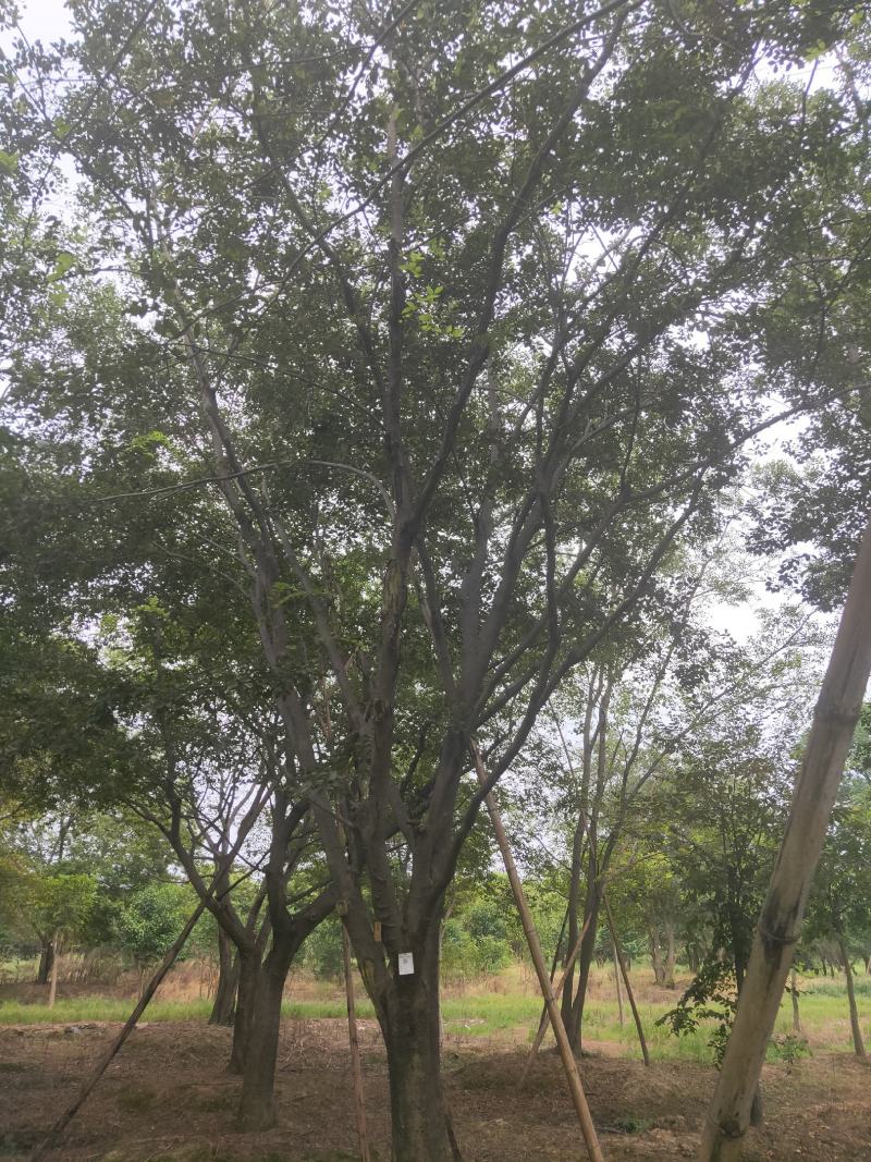 公司大量供应绿化工程风景树，大小规格齐全，欢迎新老客户订