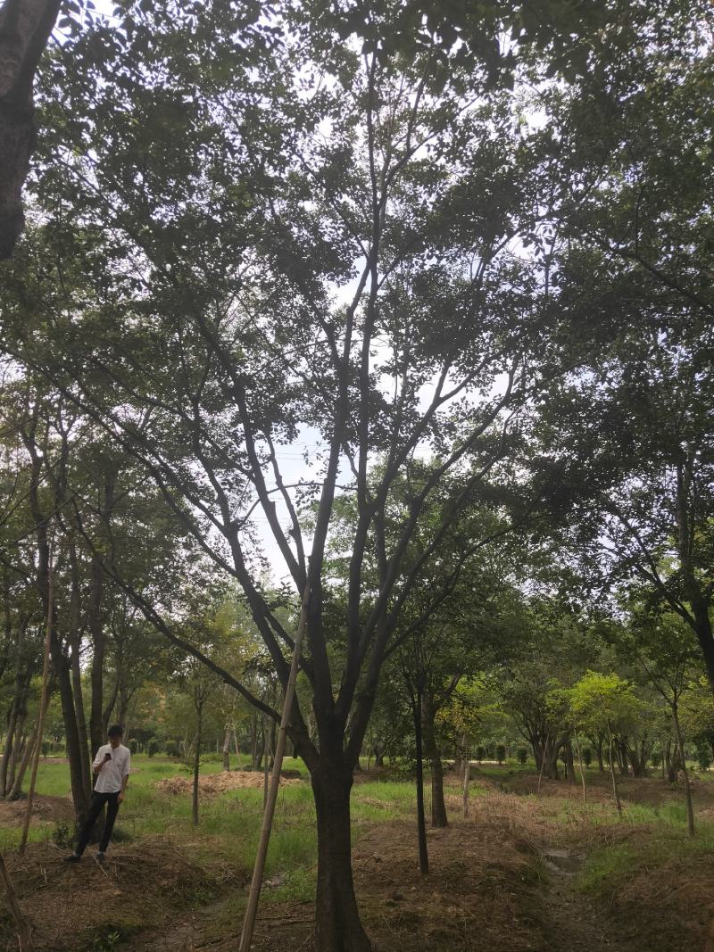 公司大量供应绿化工程风景树，大小规格齐全，欢迎新老客户订