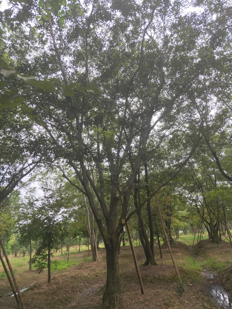 公司大量供应绿化工程风景树，大小规格齐全，欢迎新老客户订