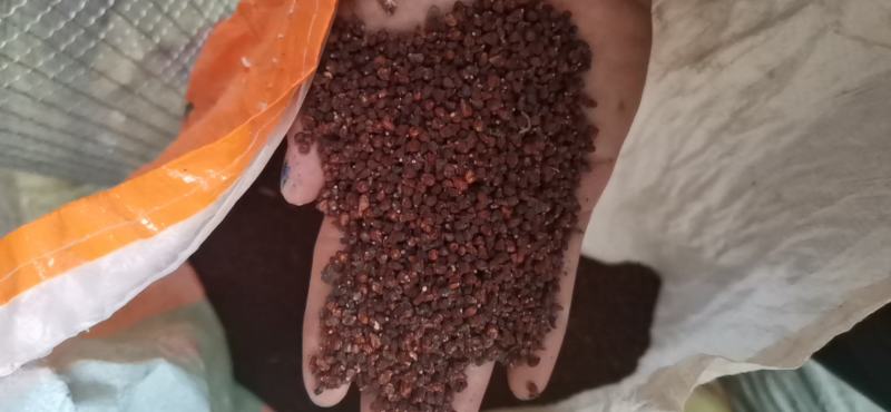 兰花鸢尾种子兰花鸢尾种子蓝花鸢尾种子蓝花鼠尾草