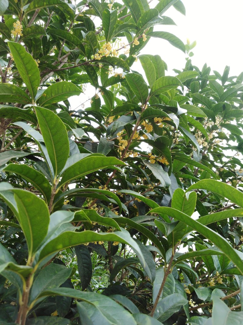 金桂丹桂年桂月桂各种规格桂花树苗基地直发成活率高
