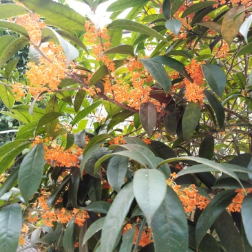 金桂丹桂年桂月桂各种规格桂花树苗基地直发成活率高