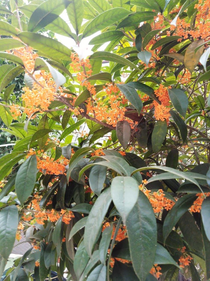 金桂丹桂年桂月桂各种规格桂花树苗基地直发成活率高