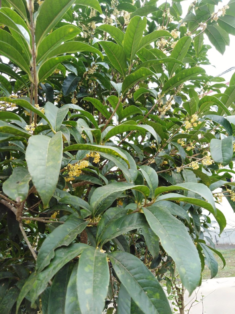 金桂丹桂年桂月桂各种规格桂花树苗基地直发成活率高